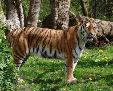Уссурийский Тигр