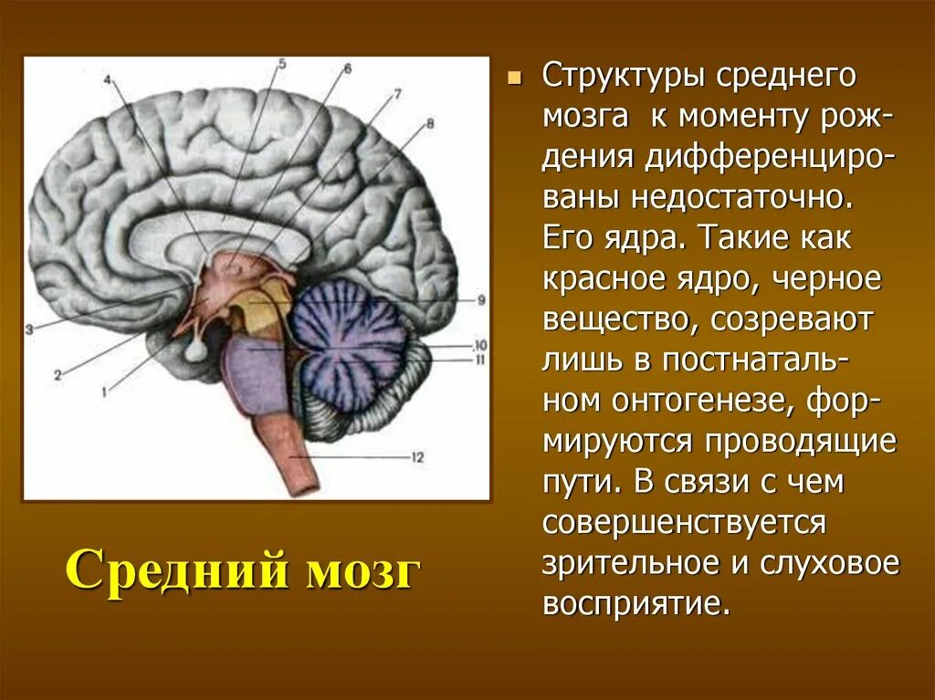 Черное вещество среднего мозга. Структуры среднего мозга. Строение черной субстанции среднего мозга. Средний мозг красное ядро. Серый мозг латынь