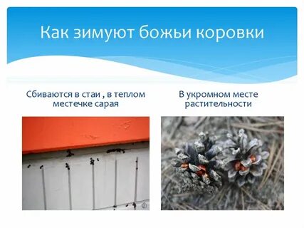 Когда божьи коровки впадают в спячку
