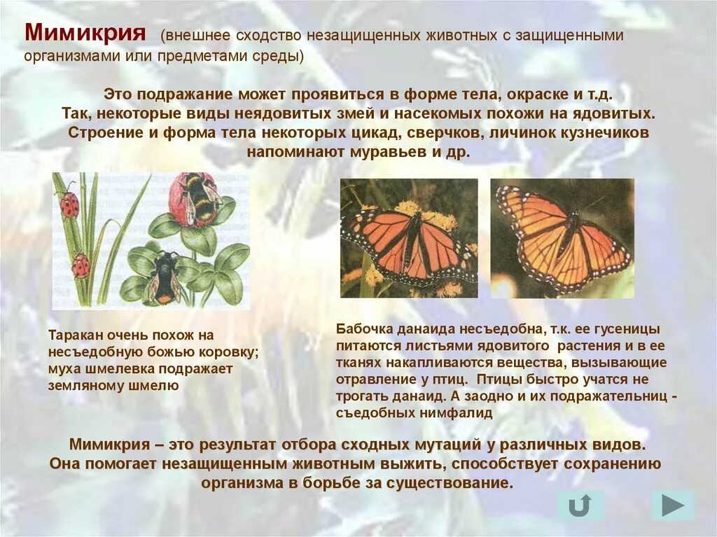 Мимикрия что это такое. Мимикрия тип приспособления. приспособленность организмов мимикрия. мимикрия это в биологии. мимикрия примеры животных.