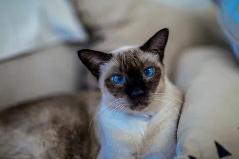 Какие тайские коты