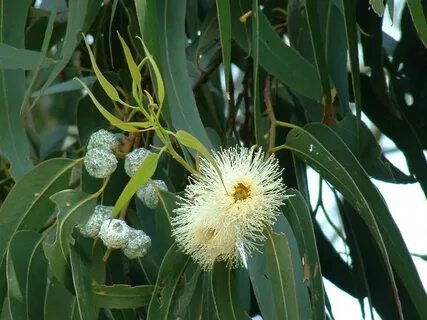 Eucalyptus