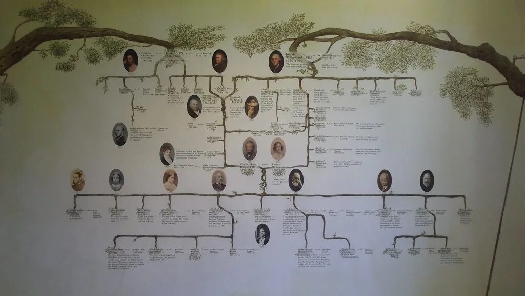 Как располагаются группы животных на родословном древе. Родословная Чарльза Дарвина. Семейное дерево Чарльза Дарвина. Генеалогическое Древо Дарвина. Эволюционное дерево жизни Чарльза Дарвина.