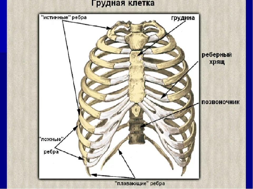 Сколько ребер на 1 стороне. Строение ребра. Ребра грудины. Строение грудной клетки. Ложные ребра у человека.