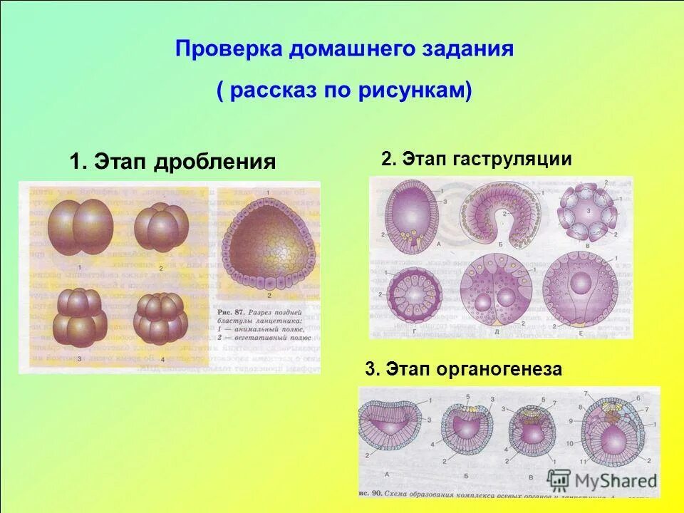 Три стадии характеризующие стадию органогенеза. Дробление гаструляция органогенез стадии. Дробление зиготы. Органогенез результат этапа. Стадии органогенеза.