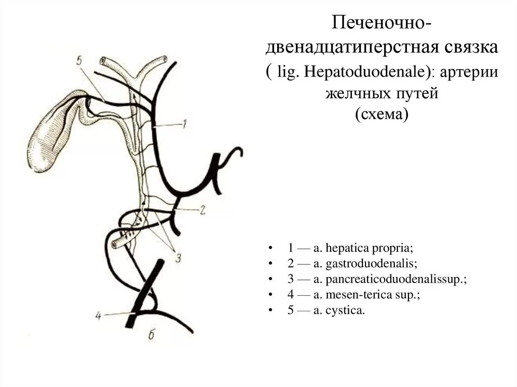 Сосуды желчного пузыря. Топография печеночно-двенадцатиперстной связки. Печеночно-двенадцатиперстная связка схема. Печеночно двенадцатиперстная связка анатомия. Синтопия элементов печеночно-двенадцатиперстной связки.