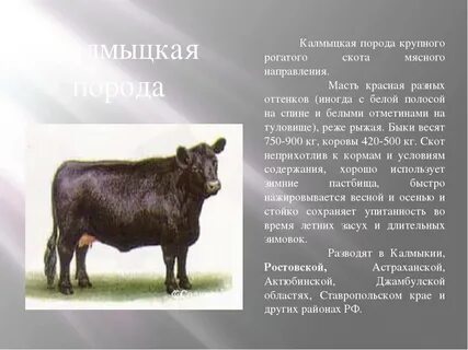 Вопросы и ответы крупно рогатый скот