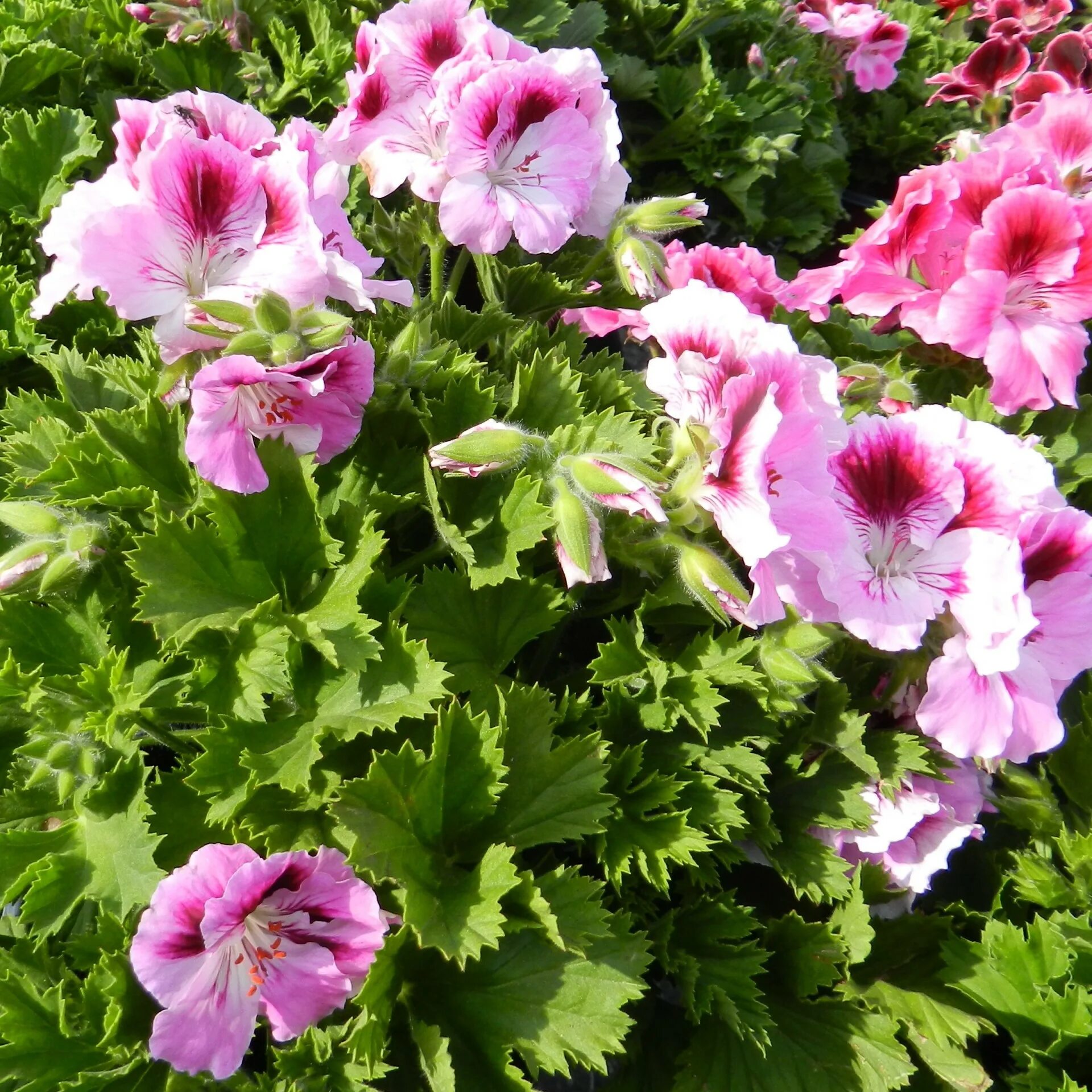 Пеларгония Королевская versicolor. Герань Geranium versicolor. Герань 2. Королевская пеларгония Linda. Стоимость герани