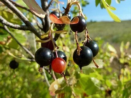 Дикая смородина