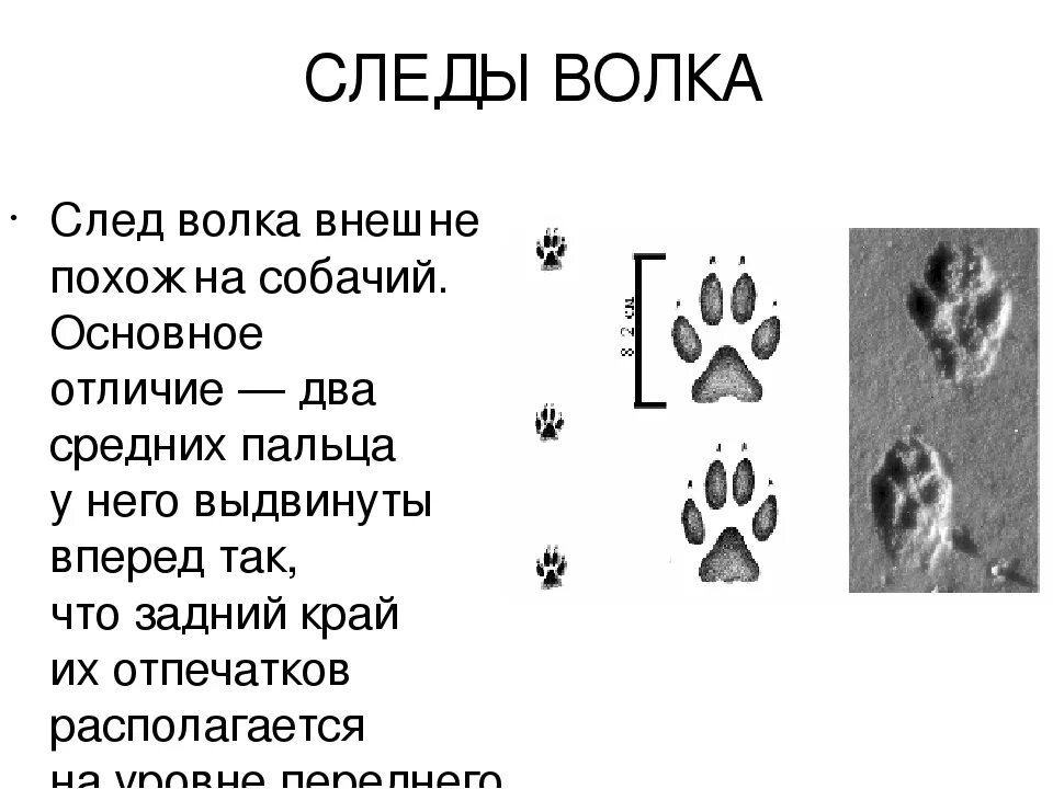 След м. Следы волка и собаки отличие на снегу. Как отличить след волка от собачьего. Отличие волчьего следа от собаки. Отличие следа волка от следа собаки.