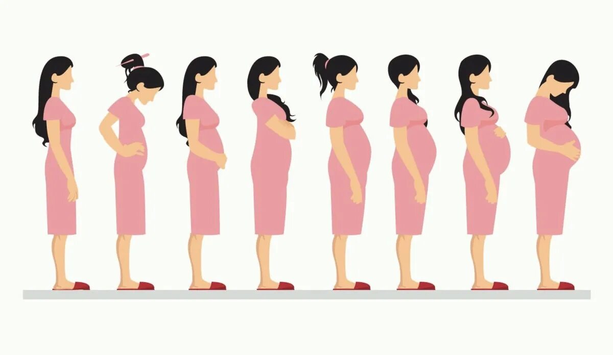 Симптомы первого месяца беременности. Этапы беременности. Беременные стадии. Стадий беременности. Стадии беременности по месяцам в картинках.