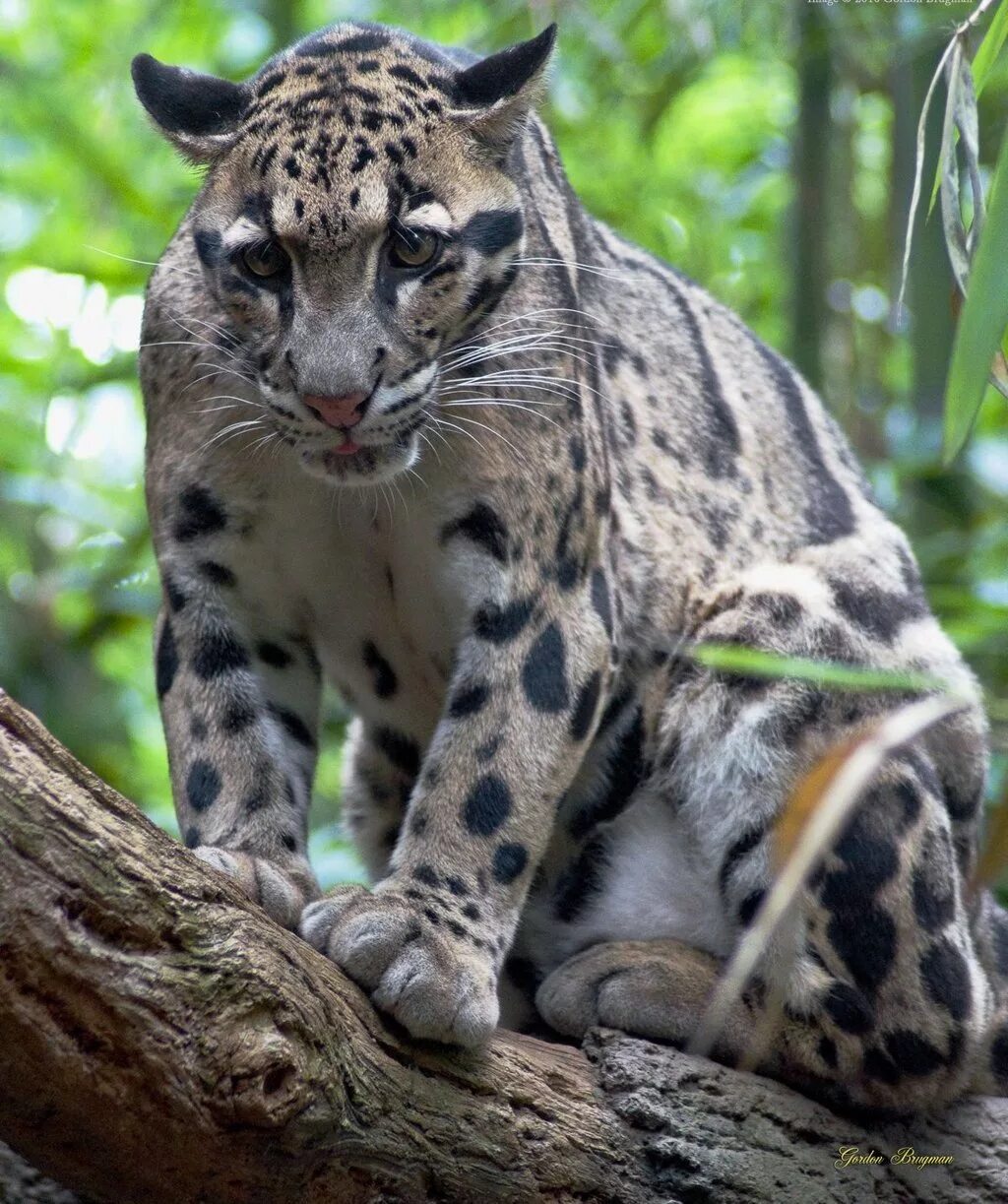 Семейство больших кошачьих. Дымчатый леопард. Дымчатый леопард Индия. Калимантанский дымчатый леопард. Малазийский леопард.