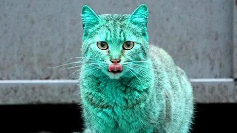 I am green cat