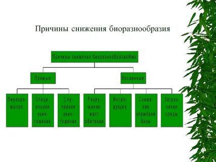 Почему видовой состав растений в северных районах