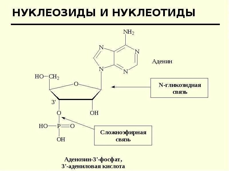 Нуклеотид вируса. Цитидин 5 фосфат гликозидная связь. Строение нуклеиновых кислот биохимия. Общая структура нуклеотидов. Нуклеотиды нуклеозиды нуклеиновые кислоты.