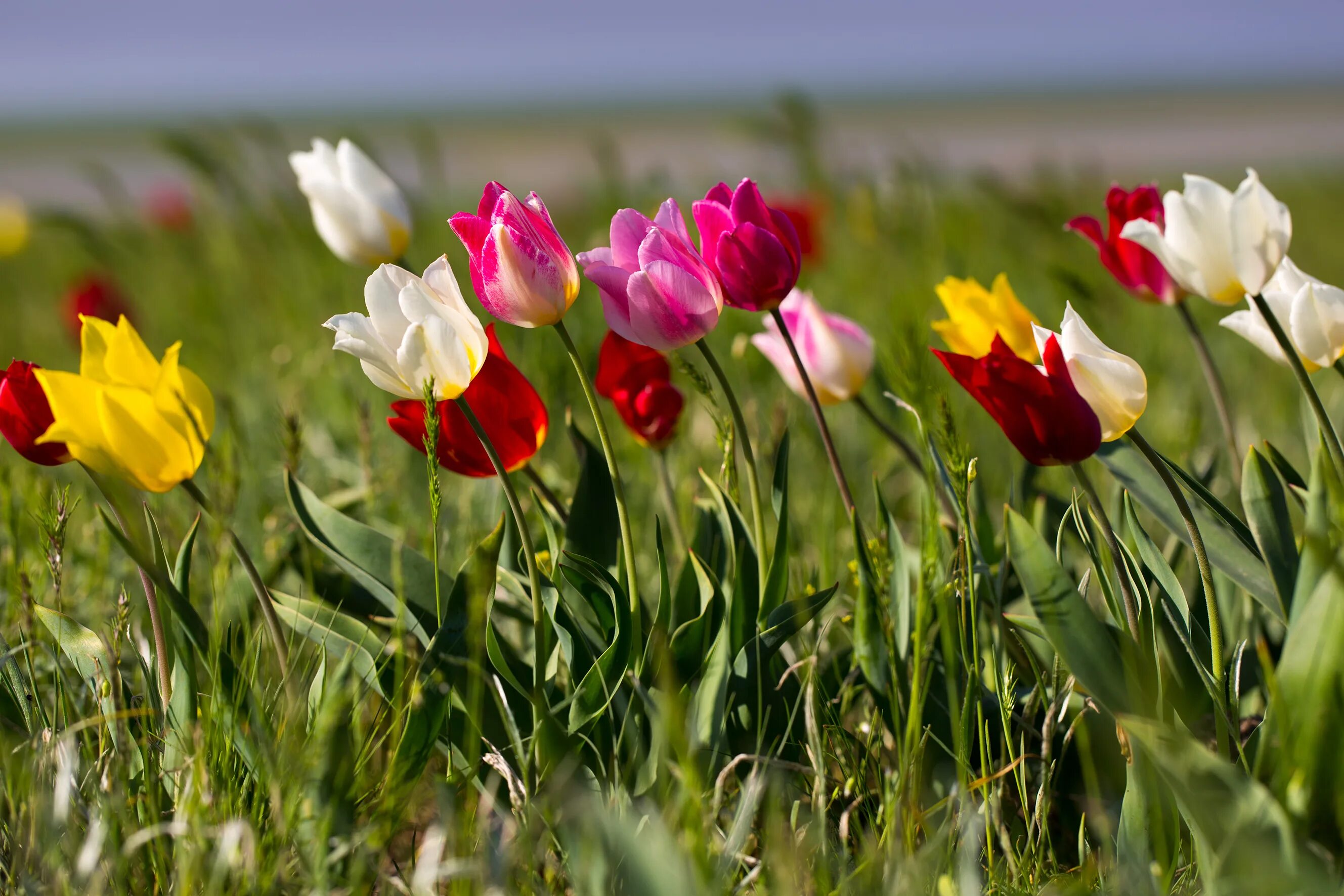 Калмыкия цветение тюльпанов 2024