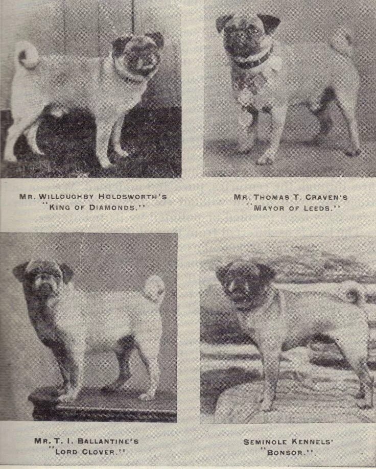 Как выглядели мопсы 200 лет назад Pin by Myra Black on For The Love Of Pugs Pugs, Dogs, Pug lover
