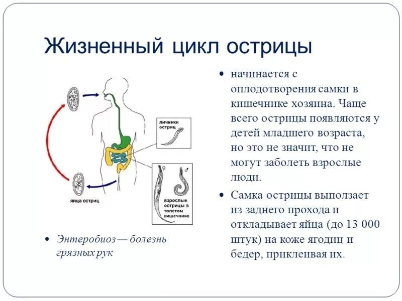 Цикл развития острицы детской. Цикл развития острицы схема. Цикл развития острицы человеческой схема. Острица детская цикл развития.