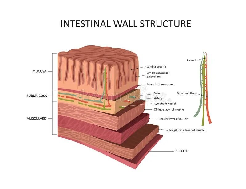 Стенка анатомия. Structure of intestinal mucosa. Intestinal Wall. Wall layers.