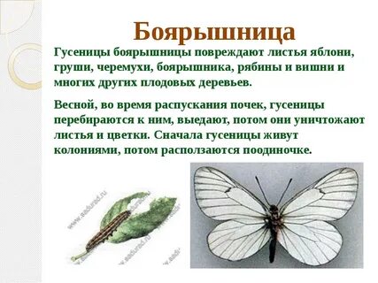 Какие отношения между боярышницей и домашней пчелой