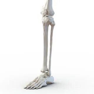 Human leg