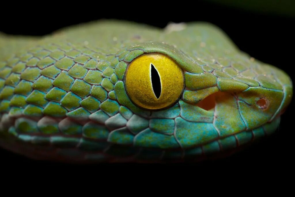 Какой элемент инфраглаза змеи выполняет. Trimeresurus macrops. Глаза змеи. Глаз ящерицы. Глаза гадюки.