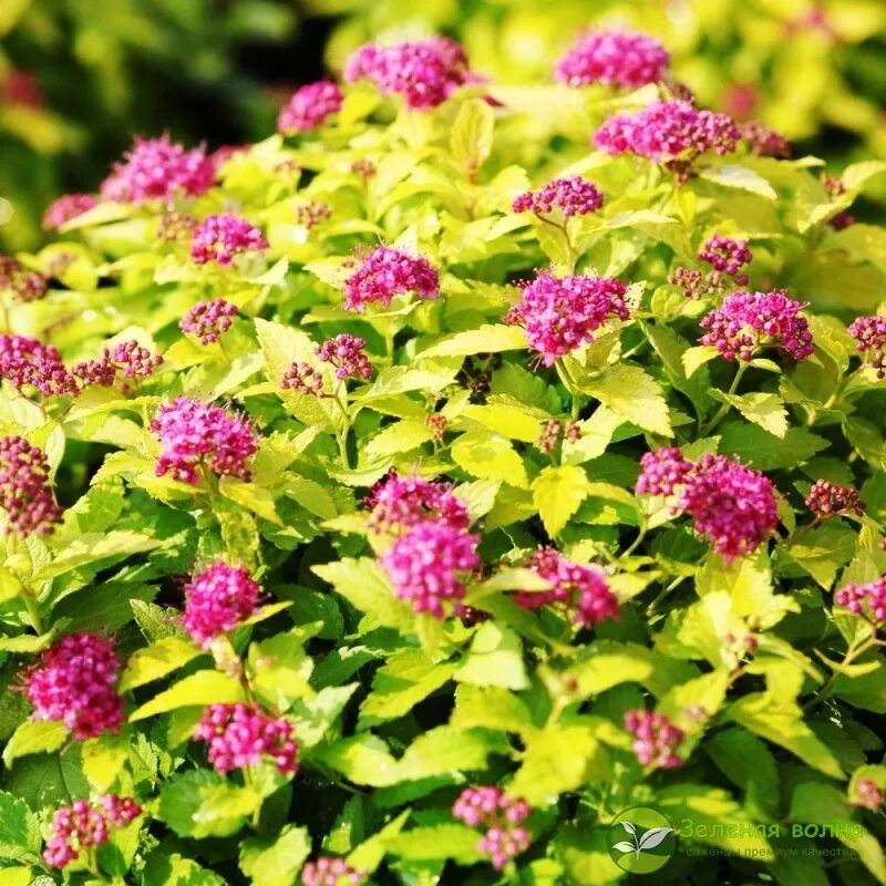 Спирея какая почва. Спирея японская Кэндллайт. Спирея японская (Spiraea japonica). Спирея японская Golden Princess. Спирея Канделайт.