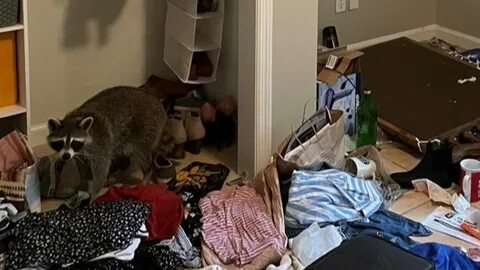 Енот илюша разнес квартиру видео
