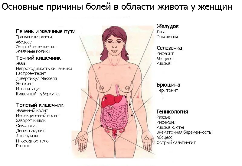 Болит низ живота. Болит левый бок внизу живота. Органы внизу живота у женщин. Болит низ живота у женщины.