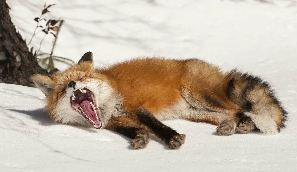 Лиса проснулась. Сонная лиса. Лиса зевает. Лисичка проснулась. Пробуждение животных