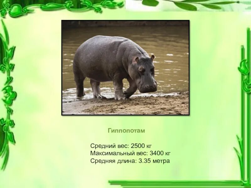 Кордофанский жираф. Масса диких животных. Африканские карликовые бегемоты. Красная книга россии зубр. Вес оленя.