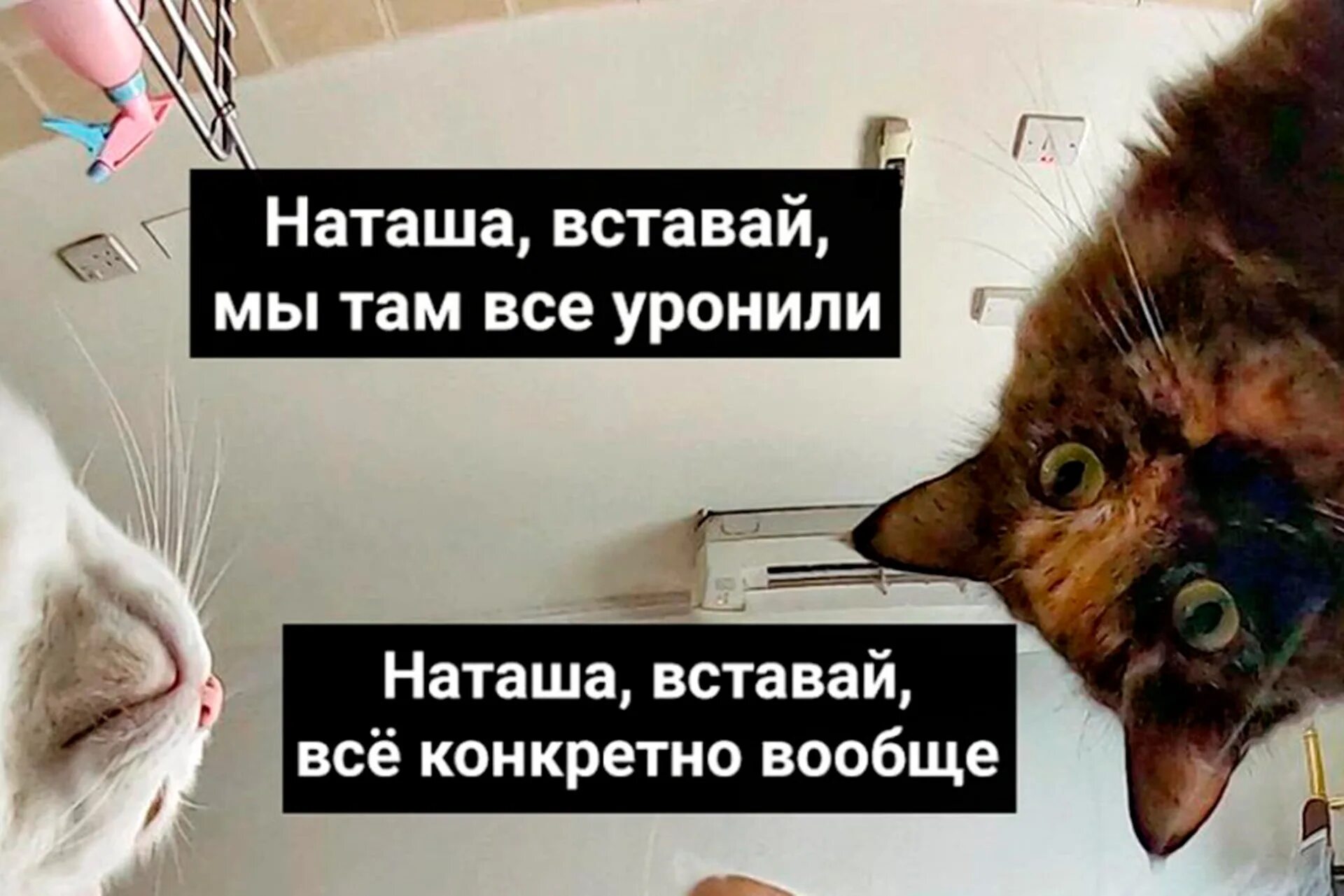 Там коты тут коты. Наташа мы все уронили коты. наташа мы все. мем наташа вставай мы все уронили. наташ проснись мы все уронили.