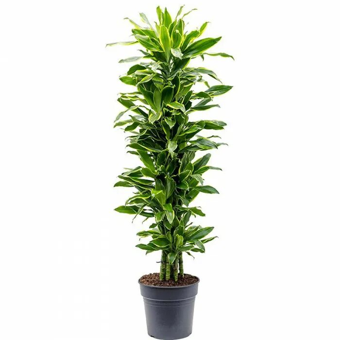 Драцена Фрагранс Голден. Драцена душистая (Dracaena fragrans). Драцена Голден Коаст. Драцена Фрагранс Голден Кост.