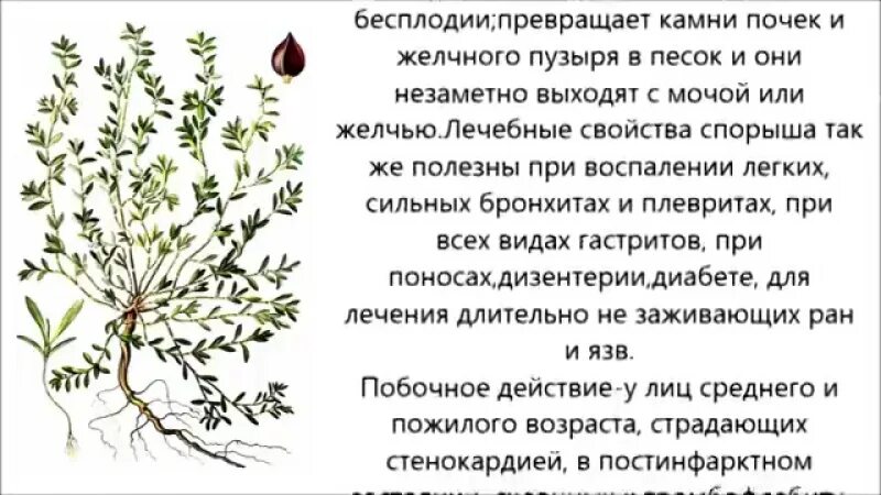 Настойка желчного пузыря. Сорняк ползучий Горец птичий. Горец птичий трава. Спорыш (Горец птичий) трава. Трава горца птичьего ЛРС.