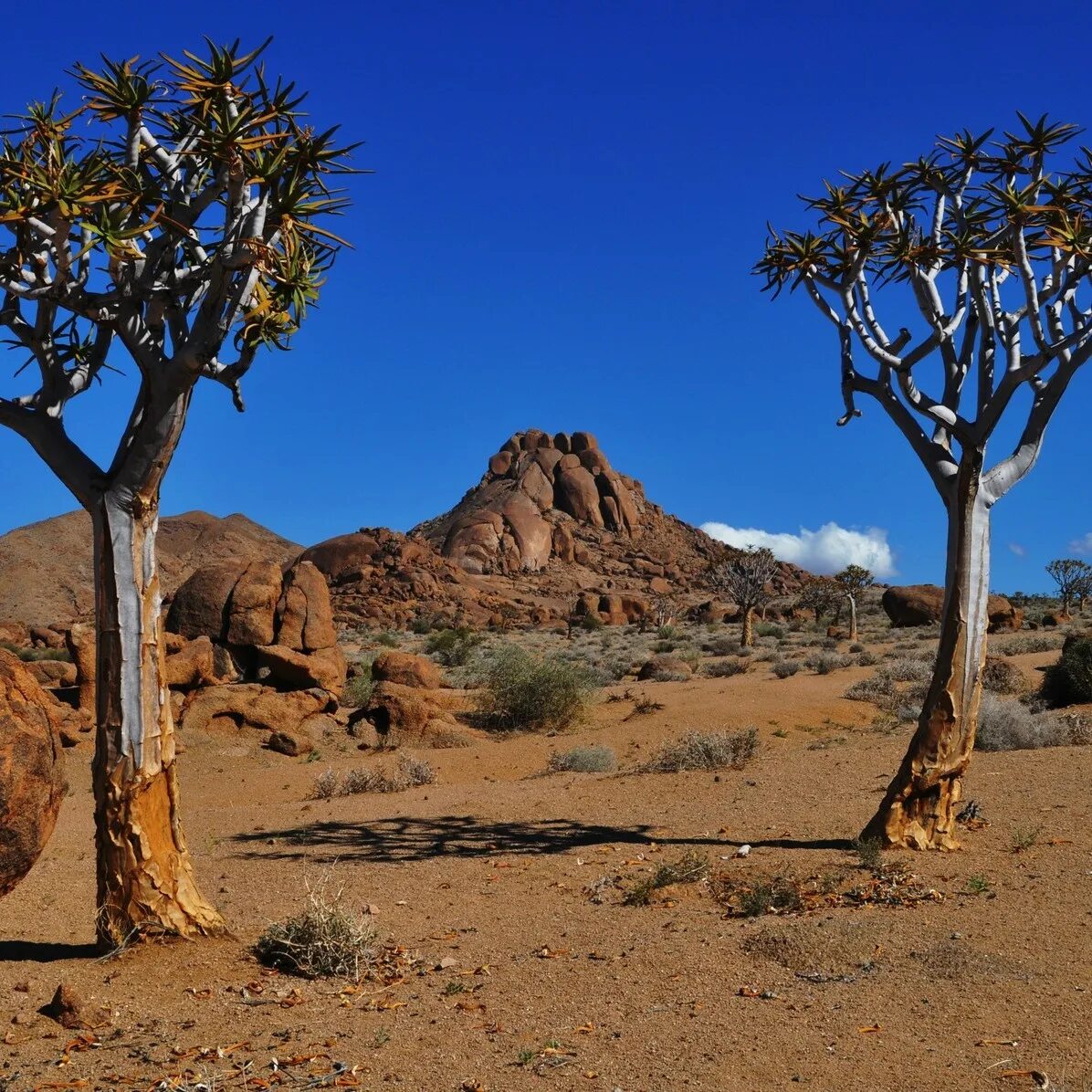 Ботанический сад kirstenbosch,кейптаун, юар. Мир в юар. Мир в юар. Ботанический сад кирстенбош юар. Ботанический сад кирстенбош, юар, кейптаун.