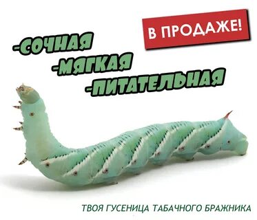 Корм для бражника