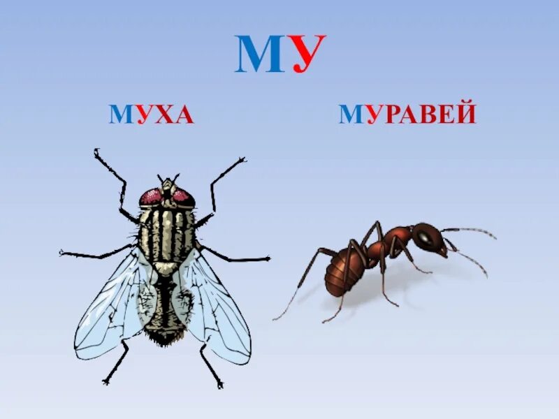 Муха муравей. Муха карточка для детей. Муравей рисунок. Насекомые мухи муравьи.