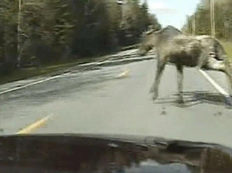 Лось ушел зато рядом раздавался. Лось и заяц юмор. Лось ушел зато рядом раздавался. Лось дурак. Лось в самарской области.