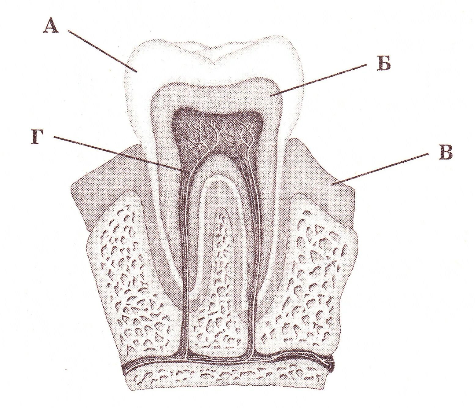 Строение зуба человека схема. Биология внутреннее строение зуба. Зарисуйте схему строения зуба.. Строение зуба человека схема 8 класс биология. Видимая часть зуба