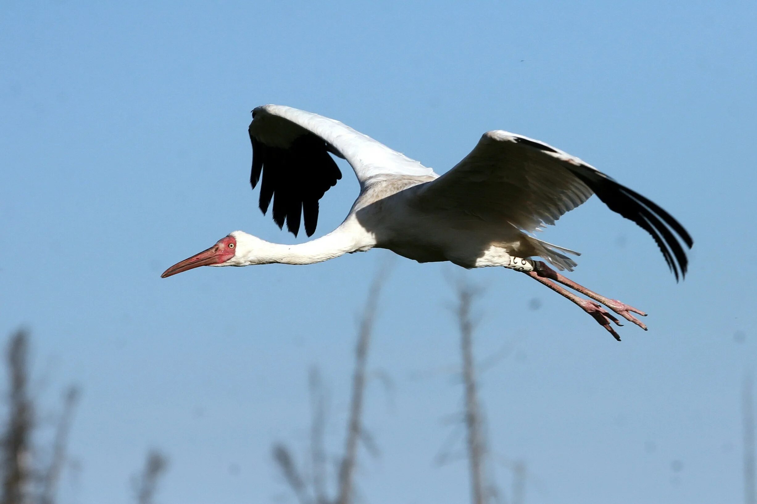 белый журавль стерх летящий. белый журавль в полете. белый журавль стерх стерх фото. белые журавли птицы. белые журавли птицы.