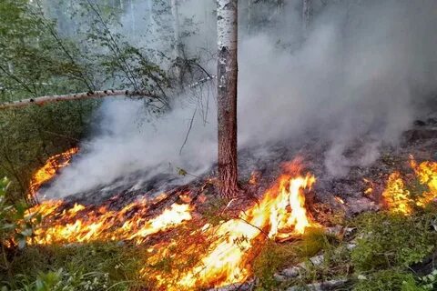 Центр лесного пожара