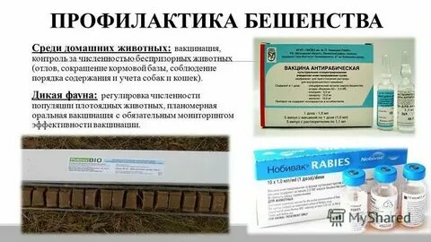 Таблетки после укуса собаки