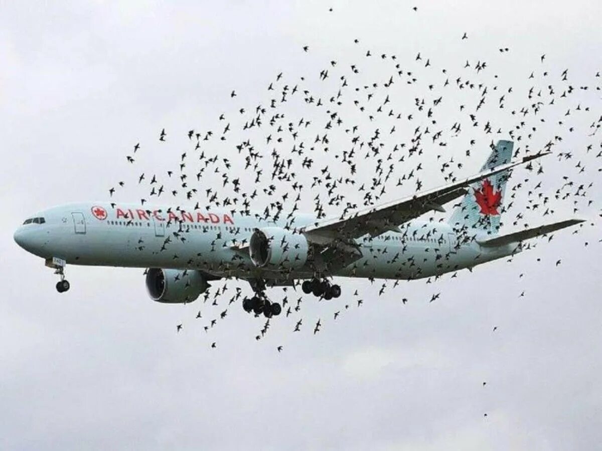 Сколько падали самолеты. Столкновение самолета с птицей. Это птица это самолет. Смешные самолеты. Самолет в воздухе.