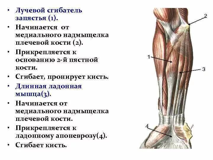 Локтевой сустав мышцы и сухожилия. Лучевой сгибатель запястья мышца. Мышцы сгибатели предплечья. Поверхностный сгибатель пальцев мышца. Лучевой сгибатель кисти мышца.