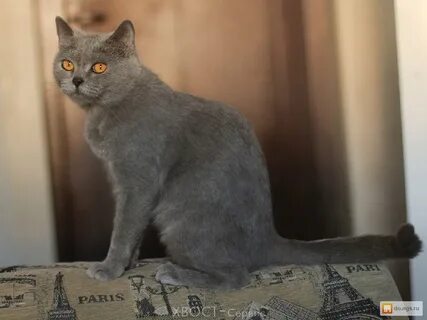 Фенотип кошки
