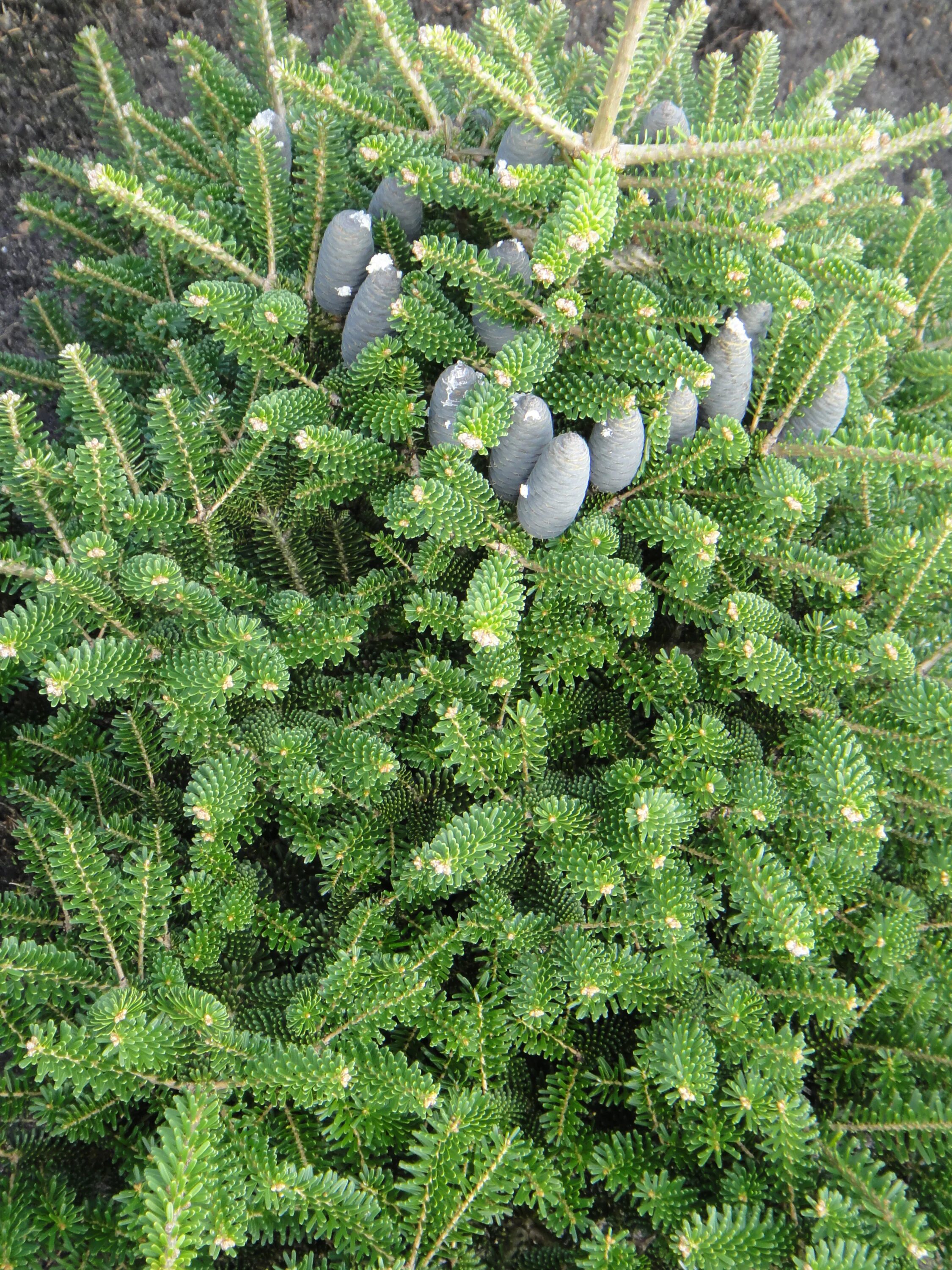 Abies koreana aurea. Пихта корейская molli. Пихта корейская молли с3 bl. Пихта кореана молли. Пихта корейская молли abies koreana molli.