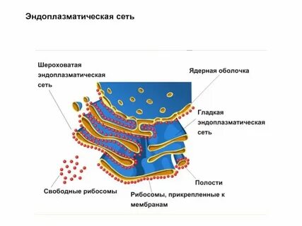 Строение эпс