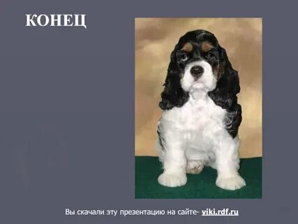 Презентация собака 2 класс