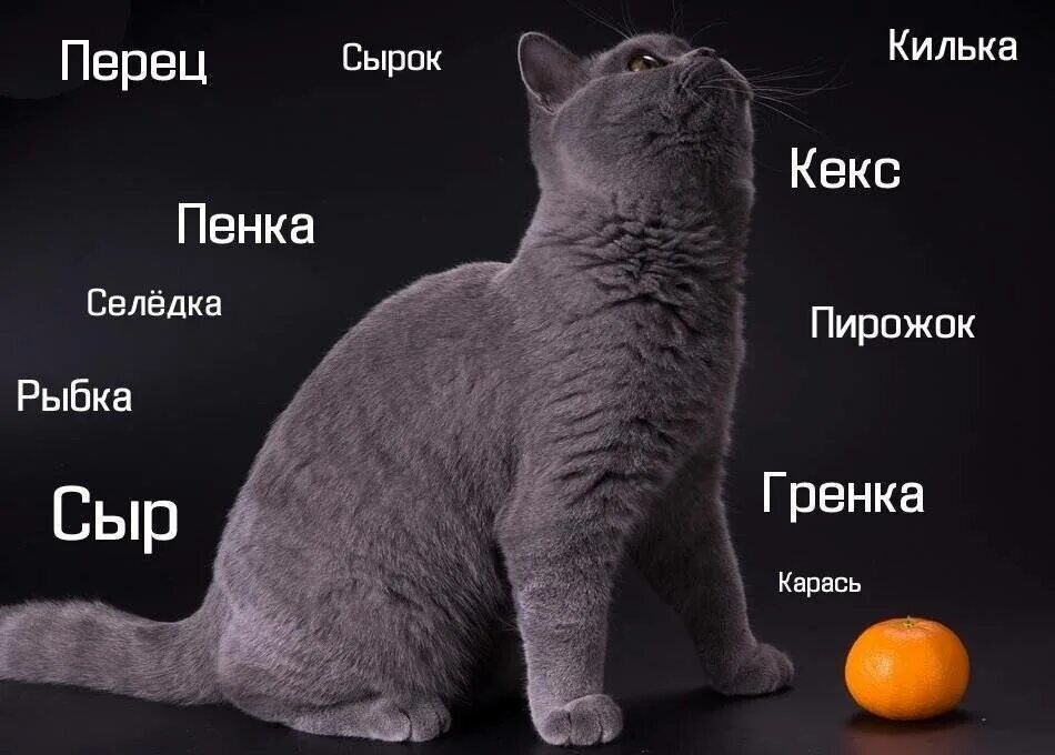 Красивое имя для котика