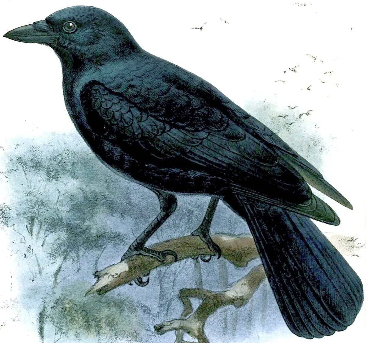 Новокаледонский ворон. Corvus moneduloides. Новокаледонская ворона. Белоклювый ворон. Новокаледонские вороны